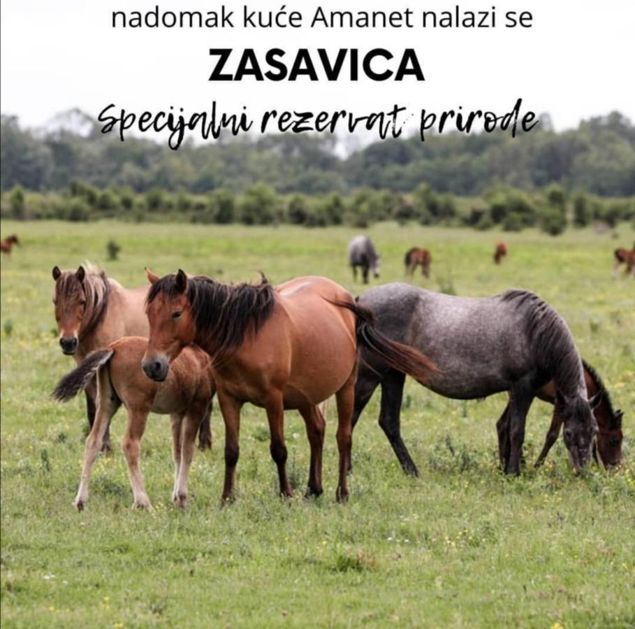 Amanet House Zasavica Διαμέρισμα Εξωτερικό φωτογραφία